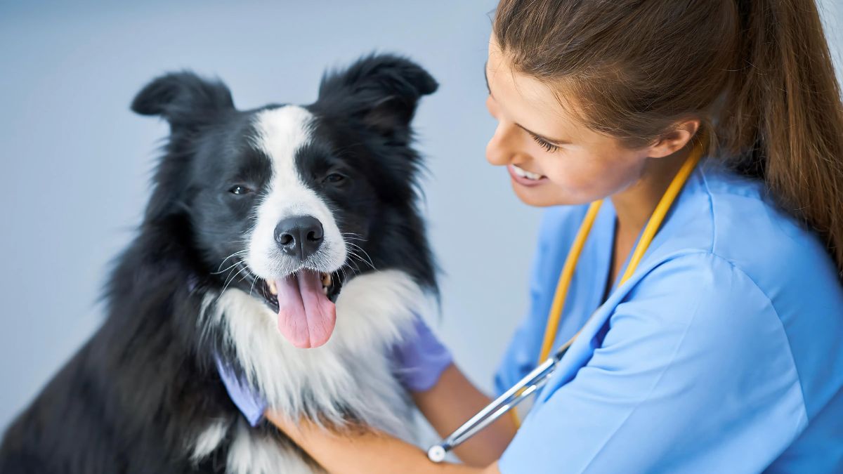 Canine Parvovirus
