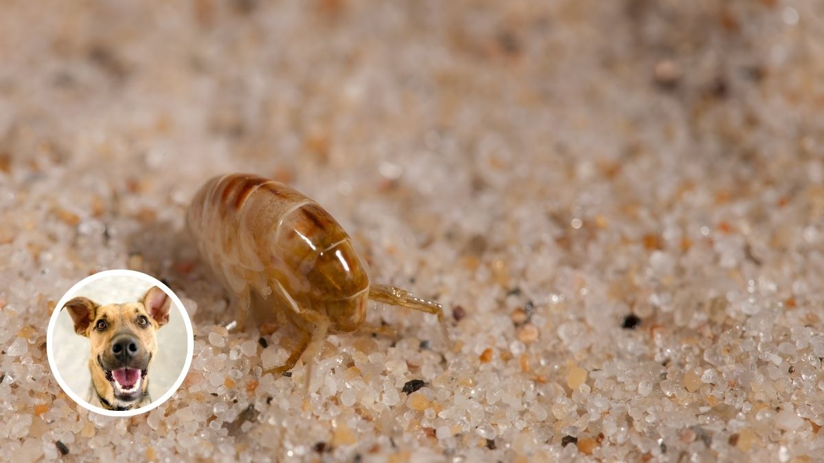 Fleas