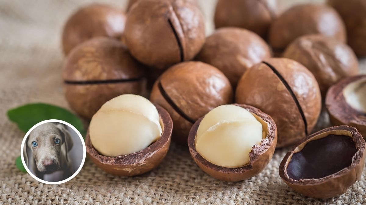 Macadamia Nuts
