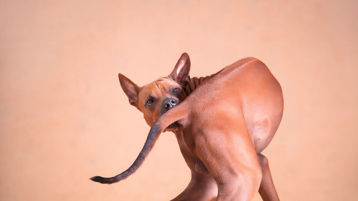Scooting