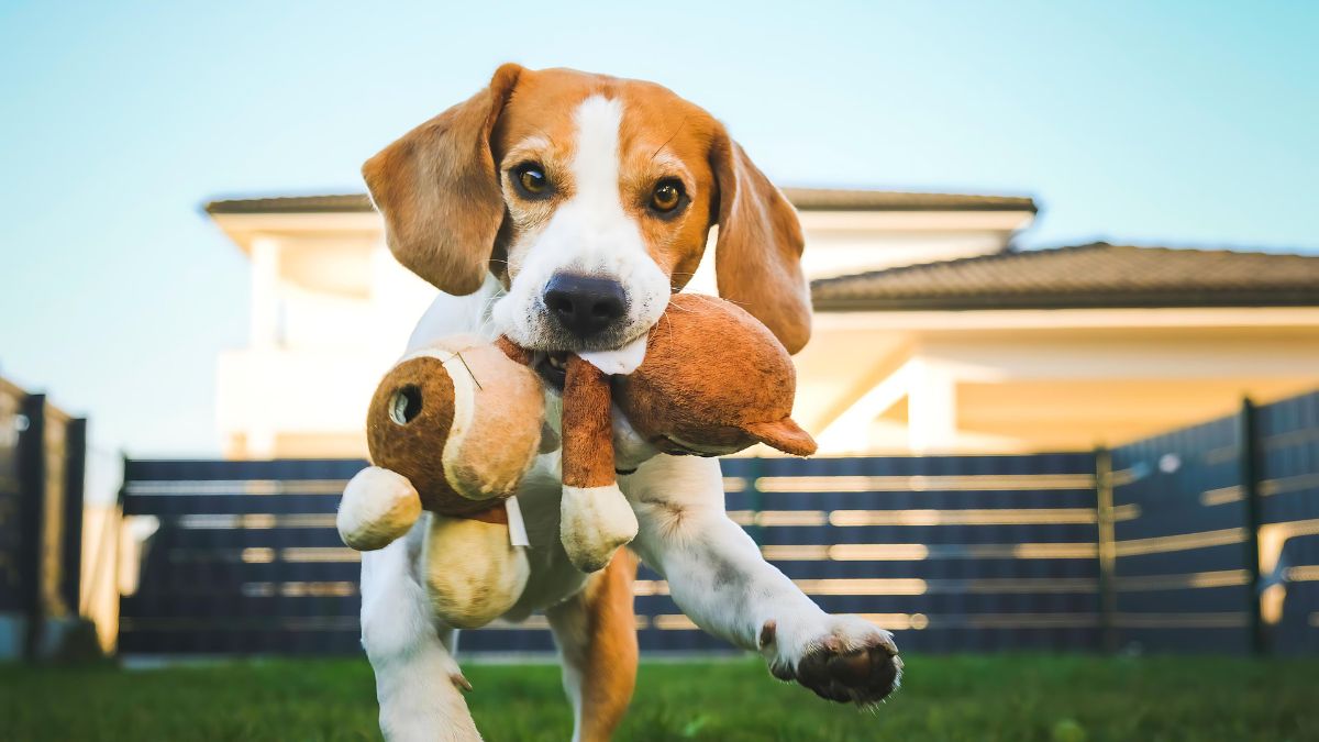 Stuffed Toys With Squeakers