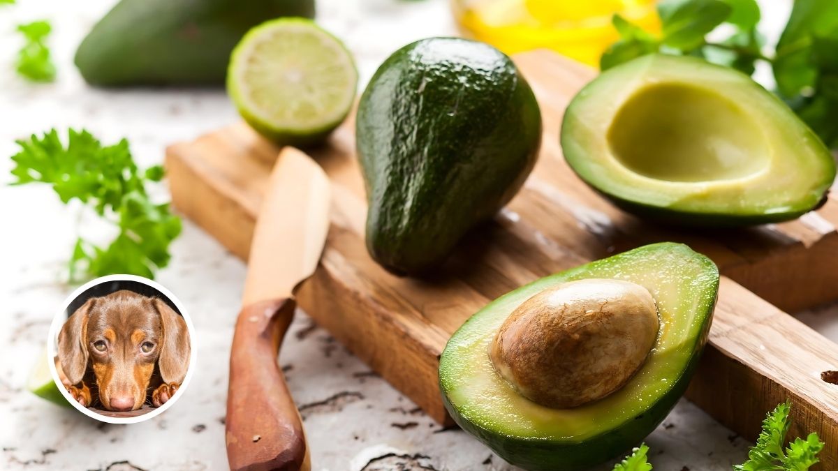 Avocado