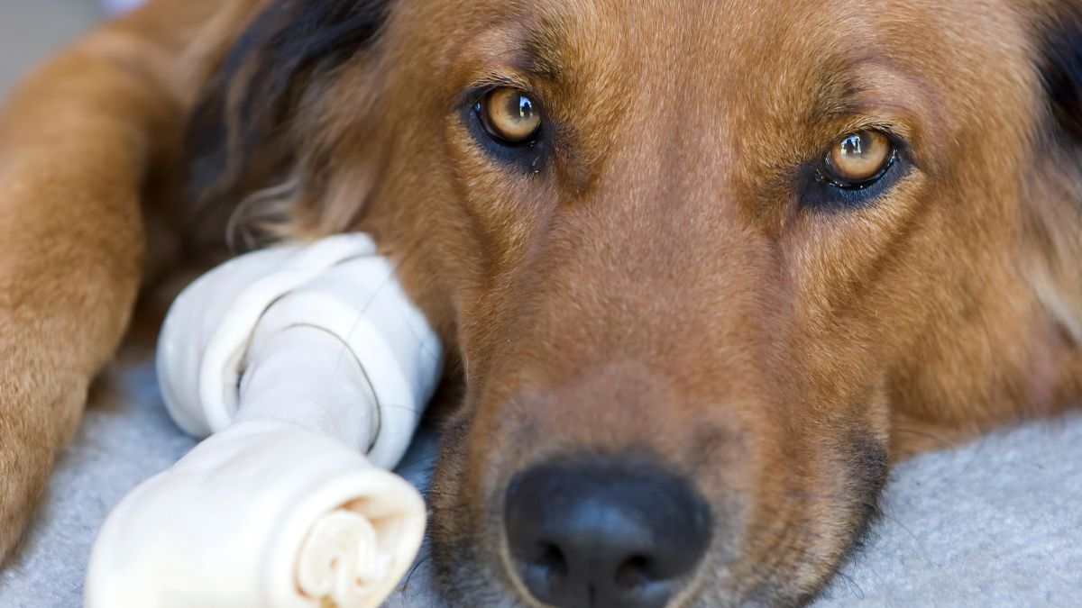Rawhide Chews