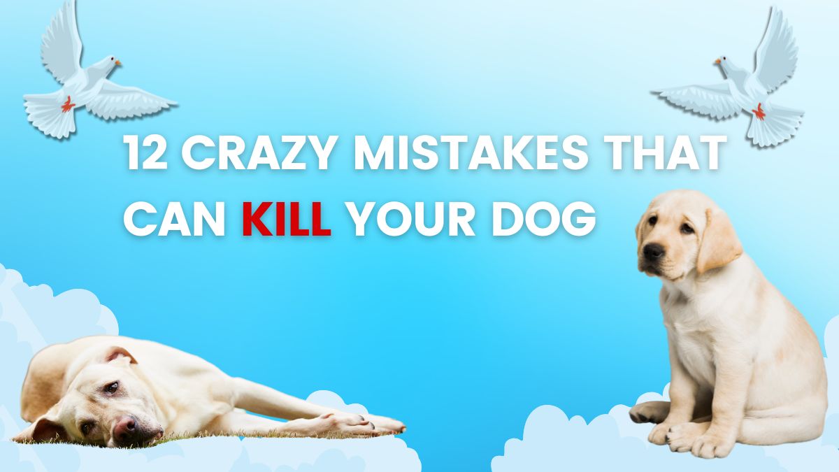 Accidents or mishaps can't be avoided in life and the same can be said for our canine companions. Understanding the hazards they are exposed to can make their lives safer. Today we'll take a look at the dangers our dogs face in their environment and what should we do if they're in harm's way. Without further ado let's begin right away.