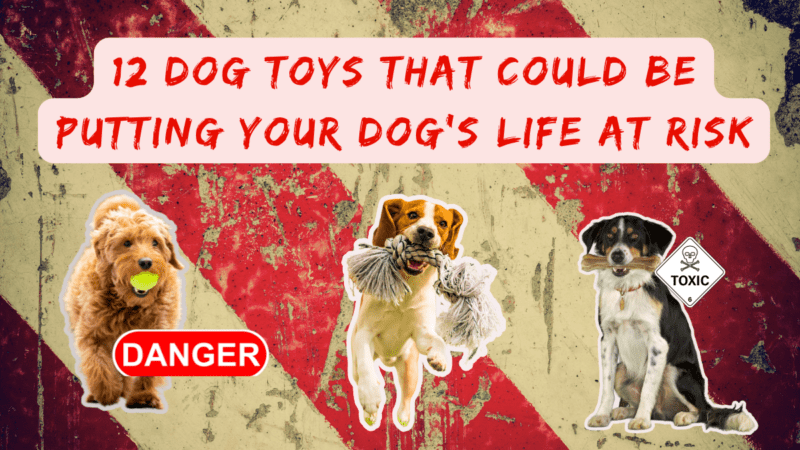 12 Dog Toys That Could Be Putting Your Dogs Life At Risk