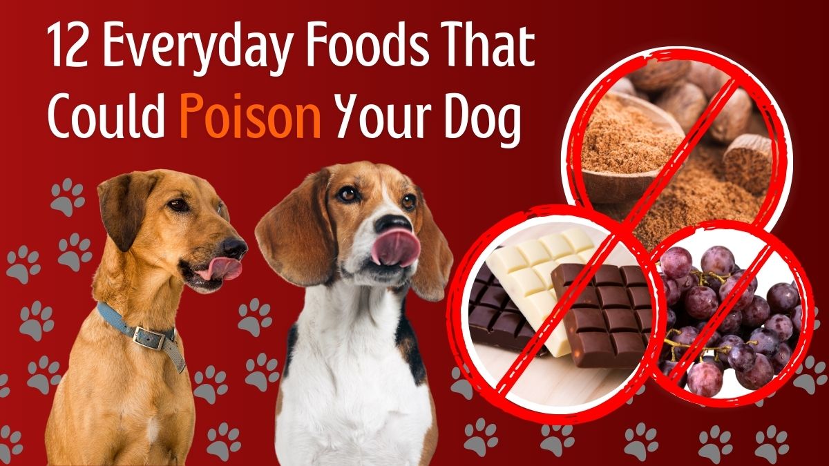 12 Everyday Foods That Could Poison Your Dog