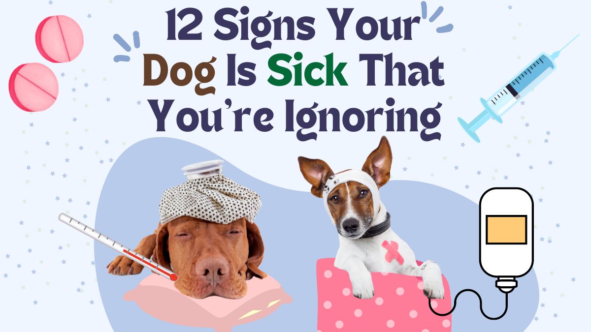 12 Signs Your Dog Is Sick That You’re Ignoring