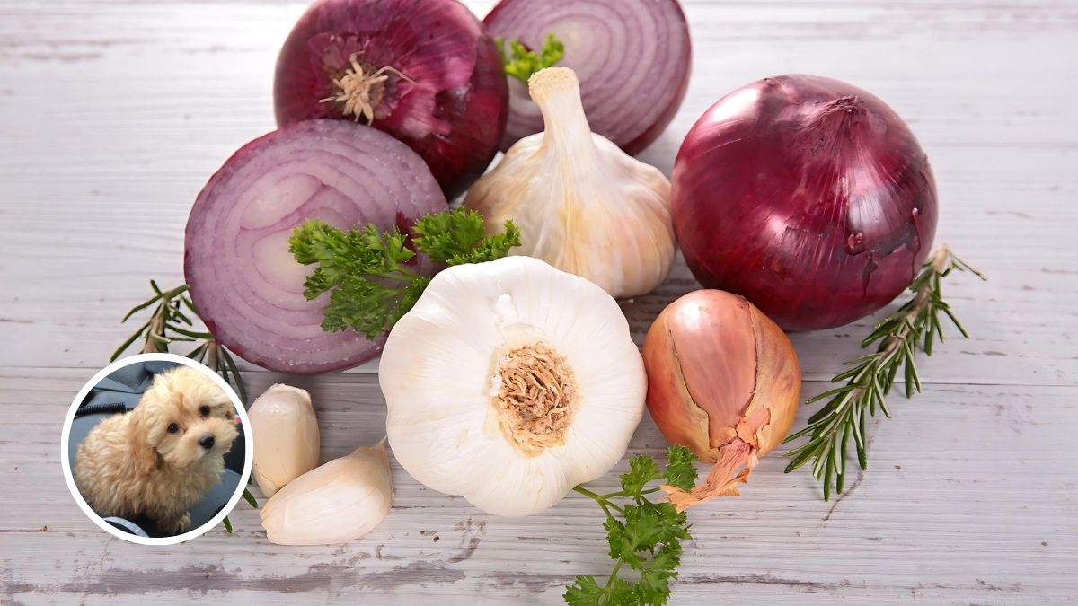 Onions And Garlic