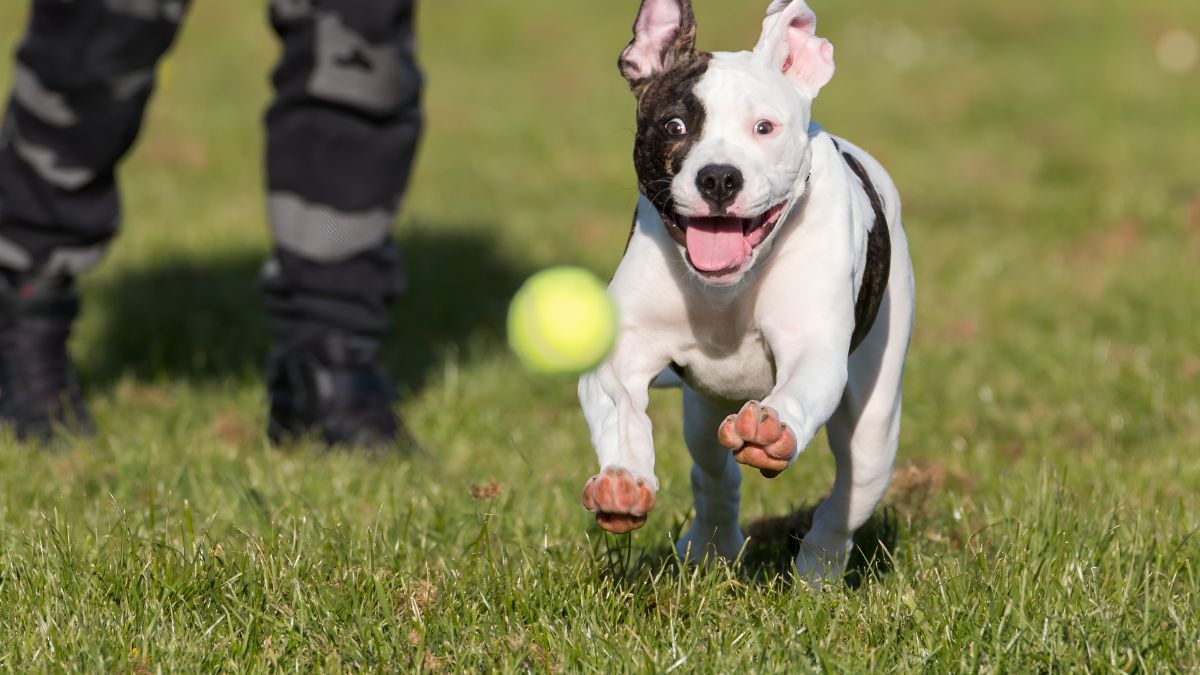 Tennis Balls