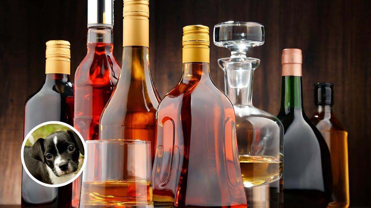 Alcohol