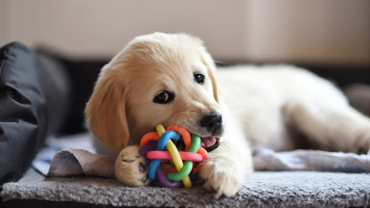 Chew Toys With Bells