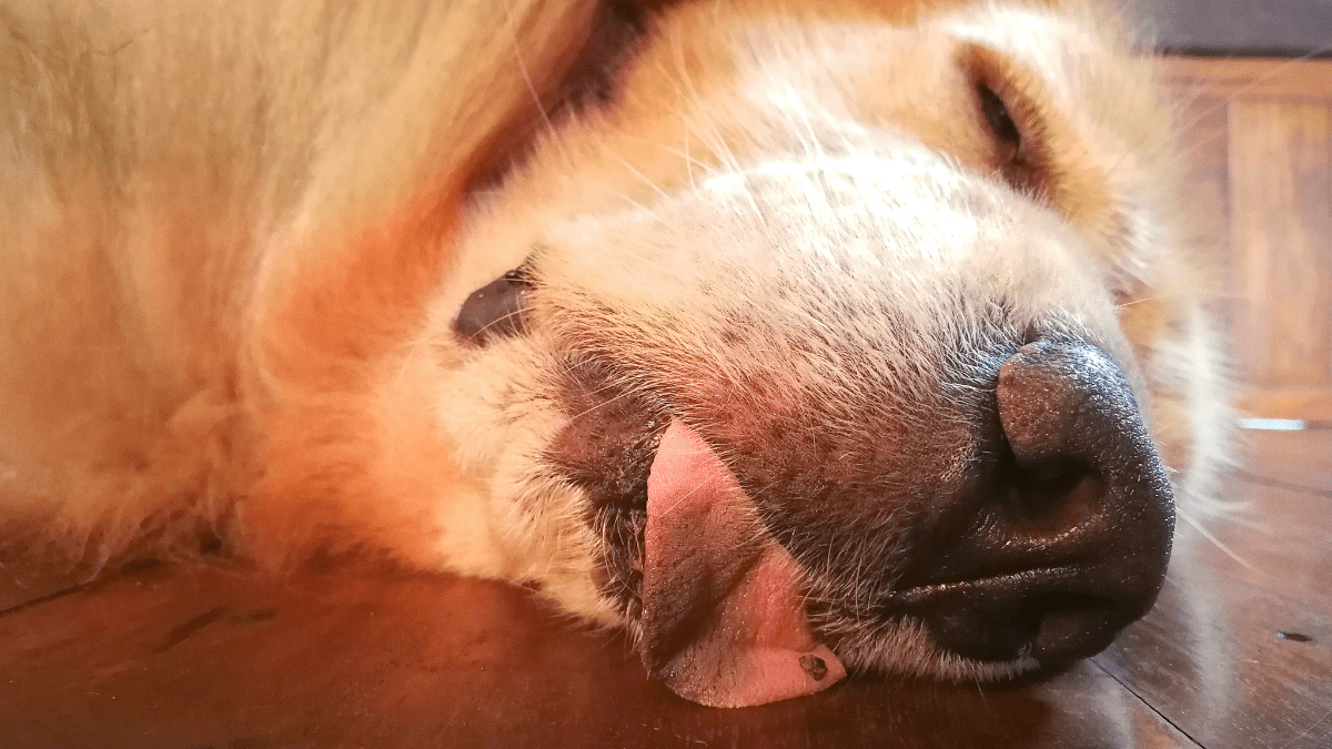 2. Examine the Tongue
