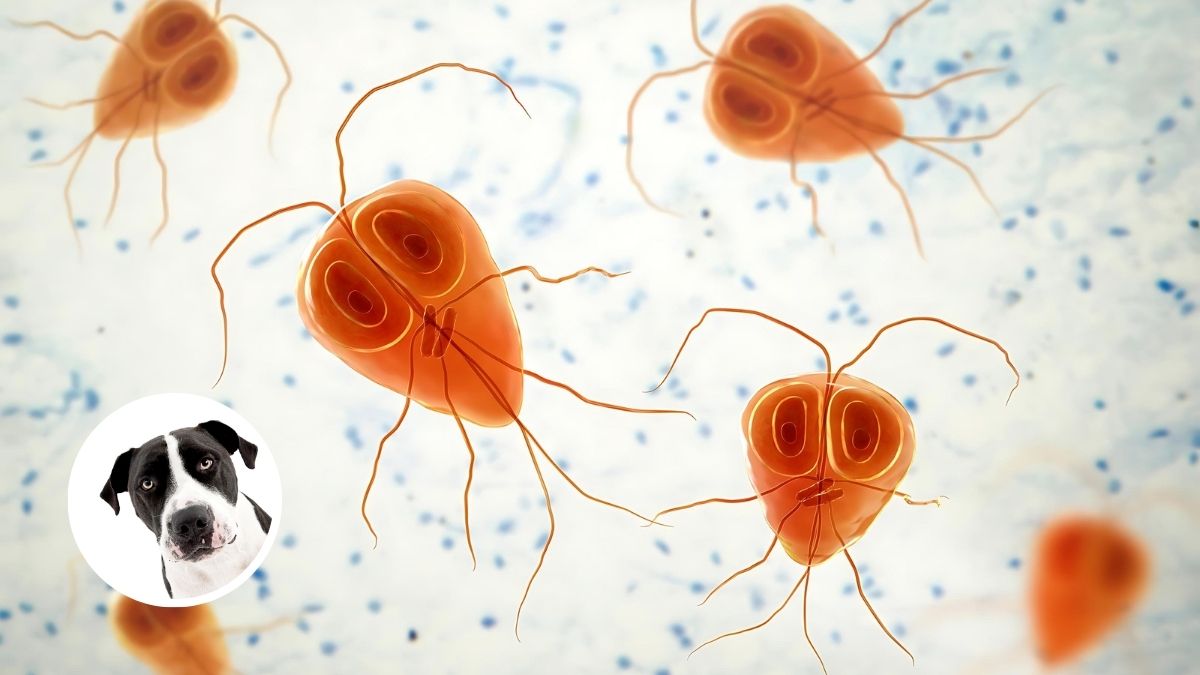 Giardia