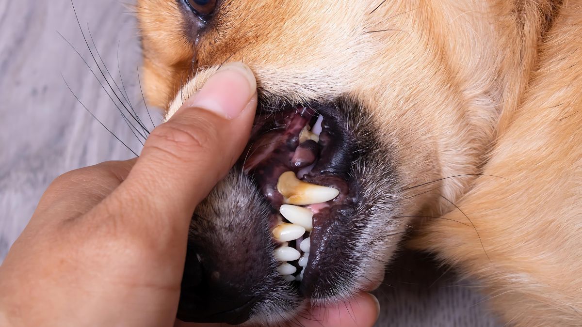 Pale Gums