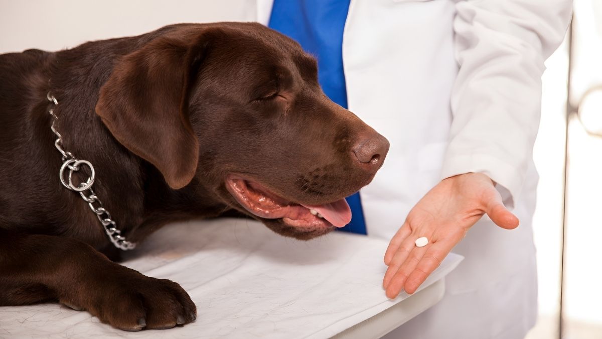 Swallowing Human Medication