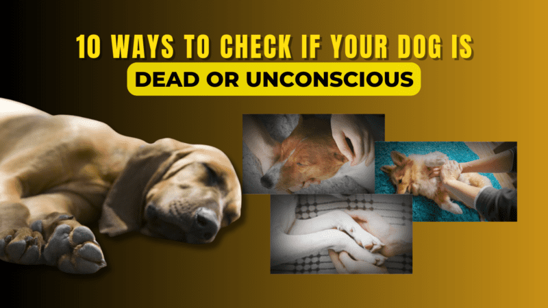 10 Ways to Check If Your Dog is Dead or Unconscious