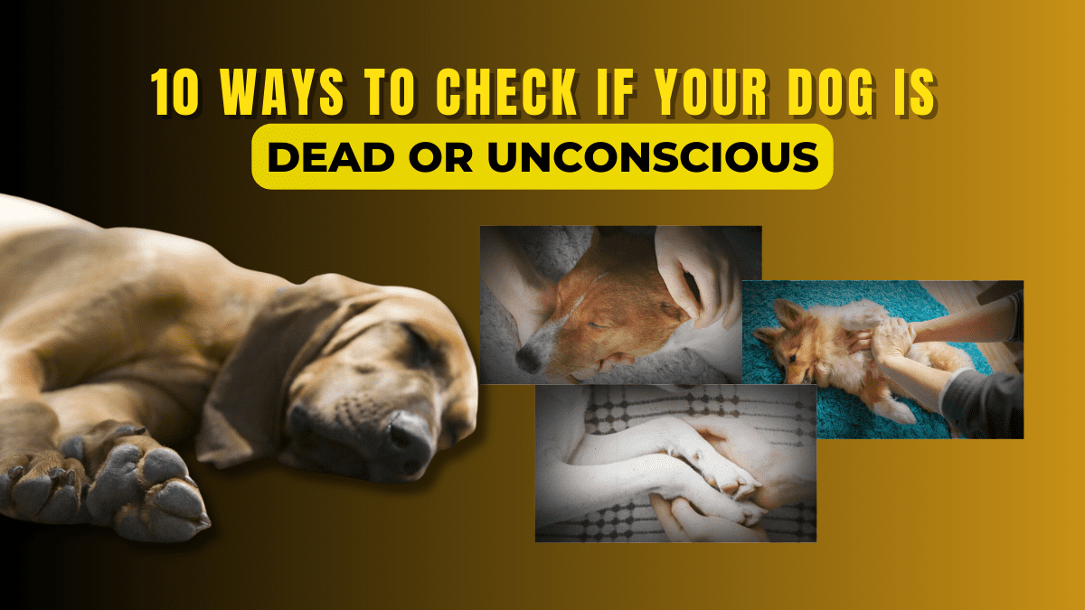 10 Ways to Check If Your Dog is Dead or Unconscious