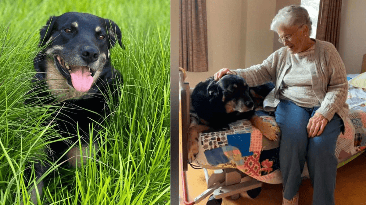 3 Time Dog Shelter Escapee Found a Home at a Care Facility