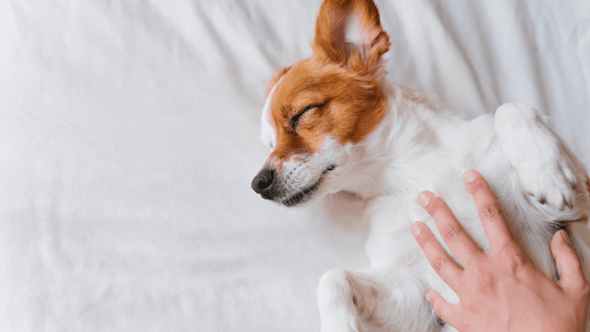 3. Check if your dog can still respond to stimuli