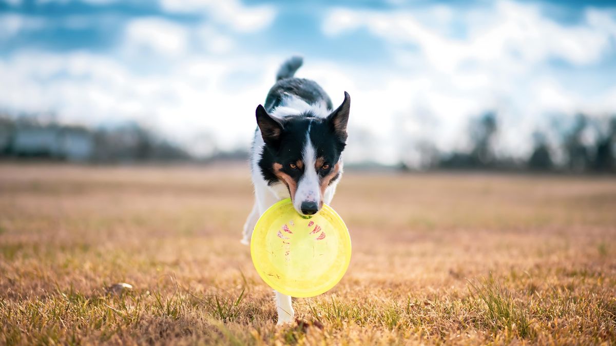 Frisbees Made With Hard Plastic