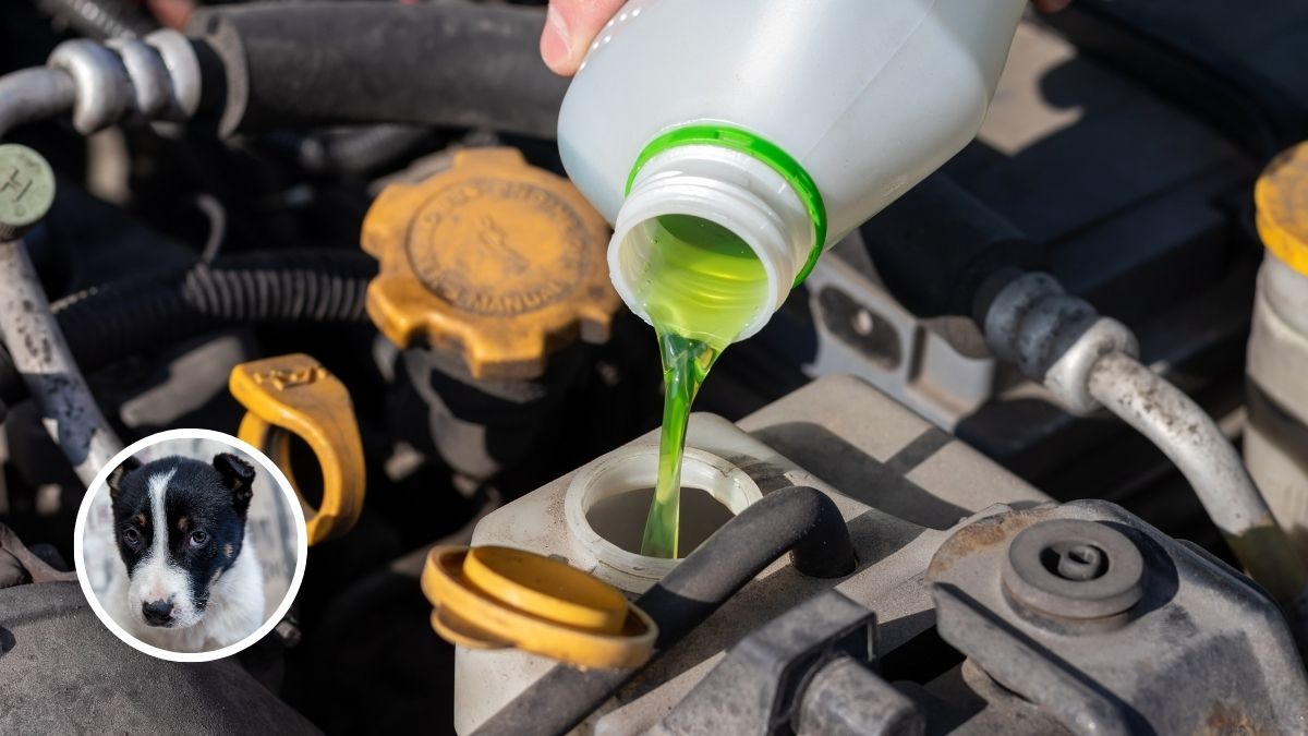 Ingesting Antifreeze