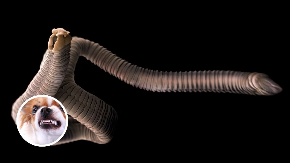 Tapeworms