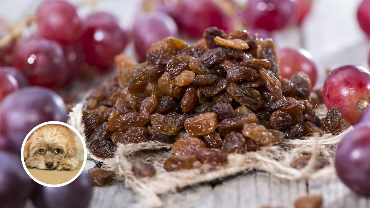 Grapes And Raisins