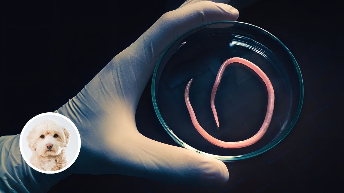 Roundworms