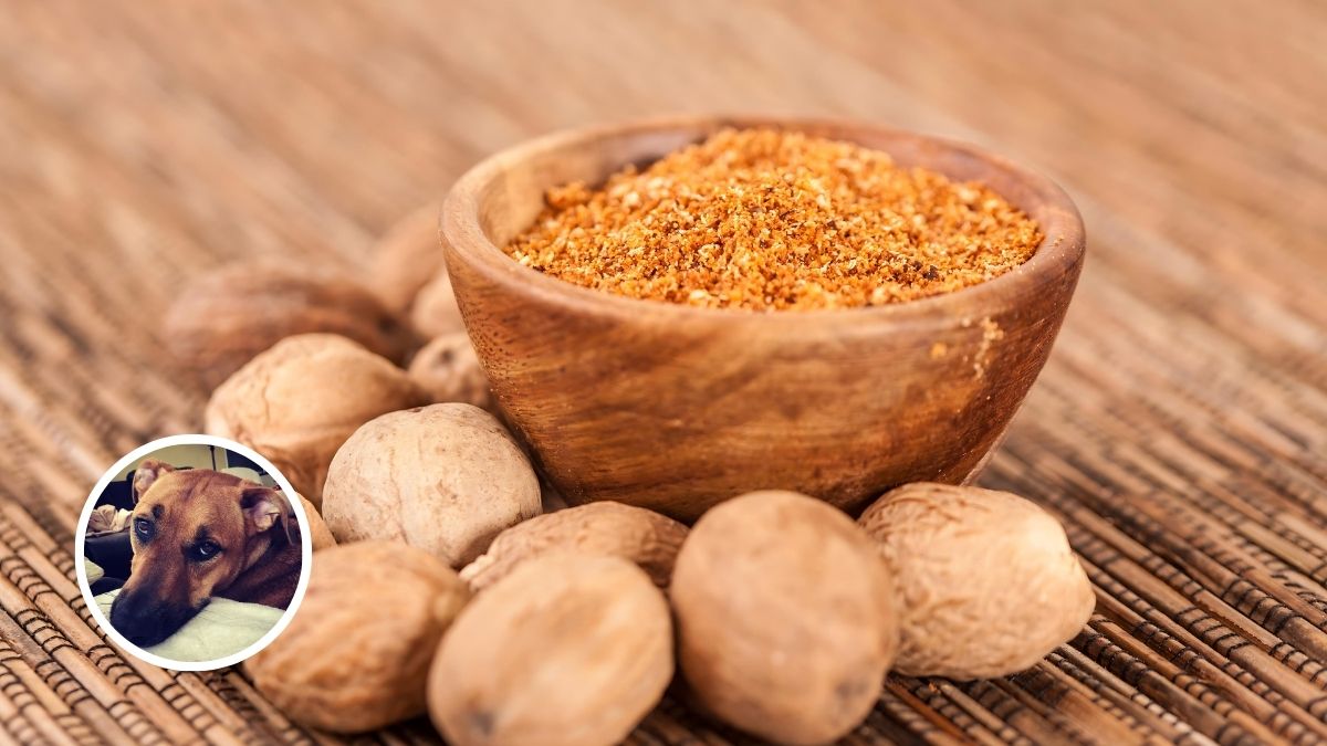 Nutmeg