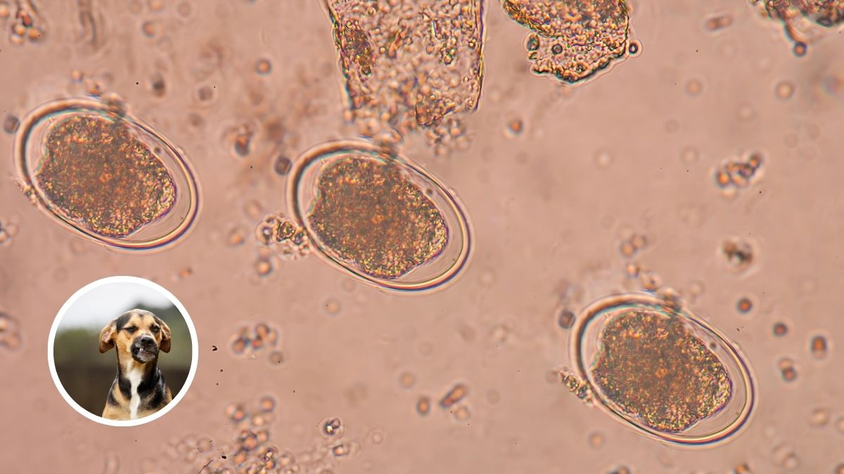 Hookworms
