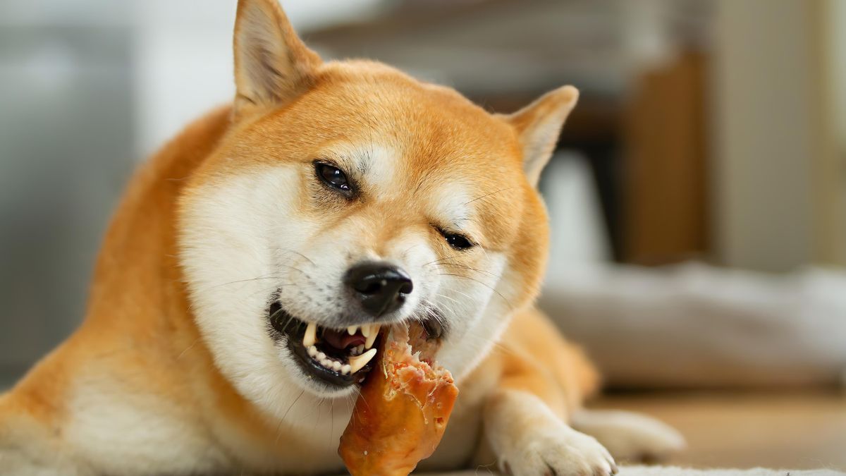 Pig Ears And Other Animal Parts