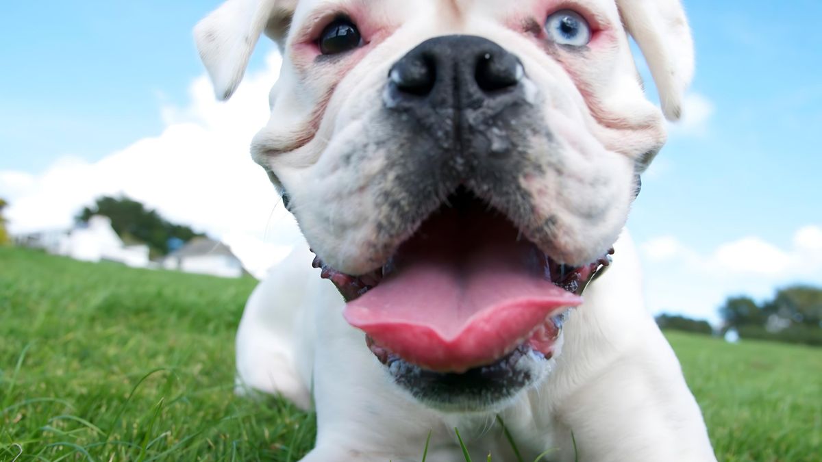 Bad Breath