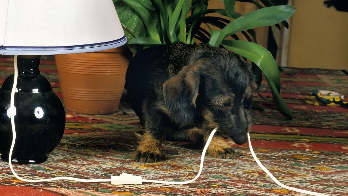 Chewing On Electrical Cords