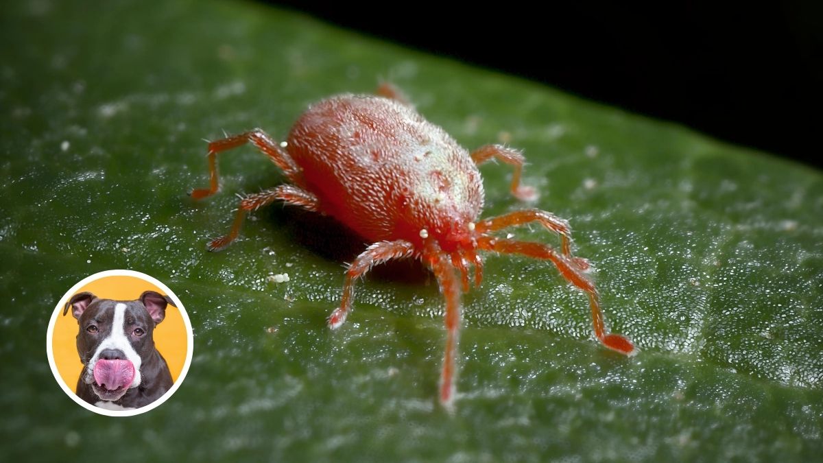 Mange Mites