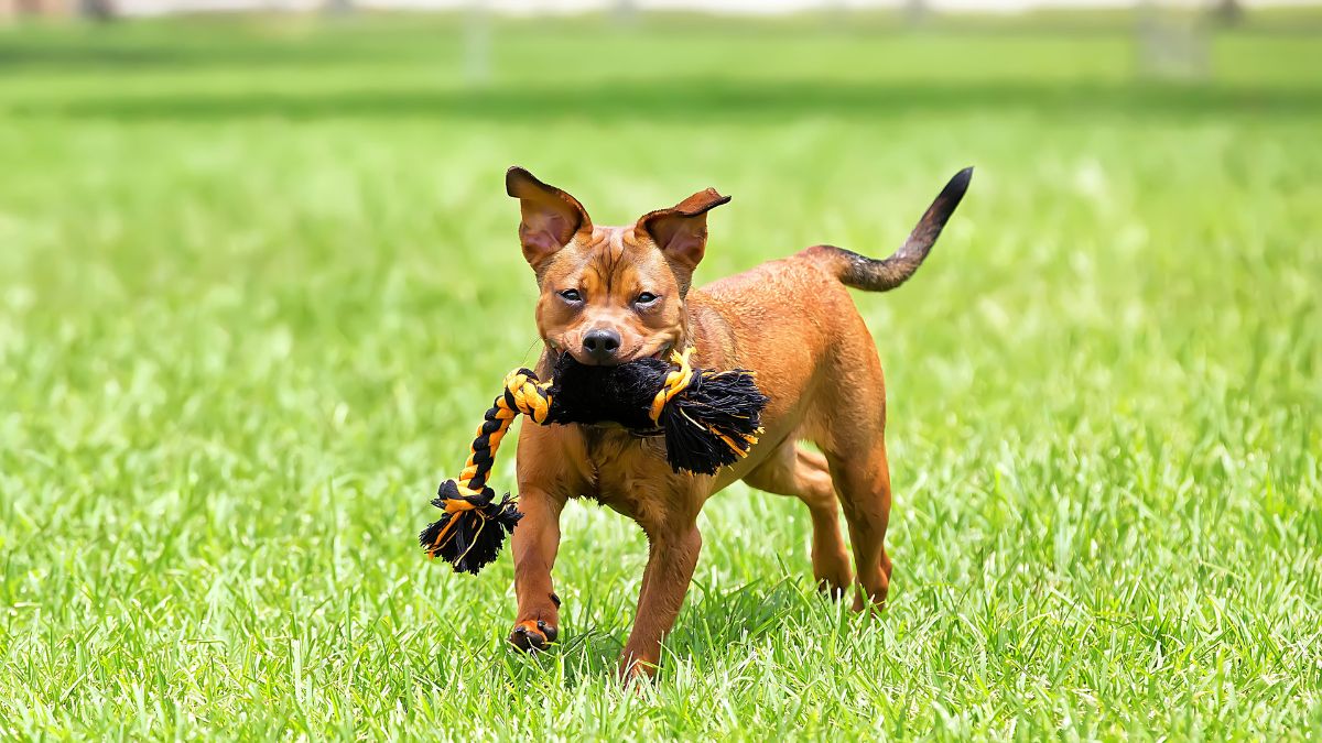 Rope Toys