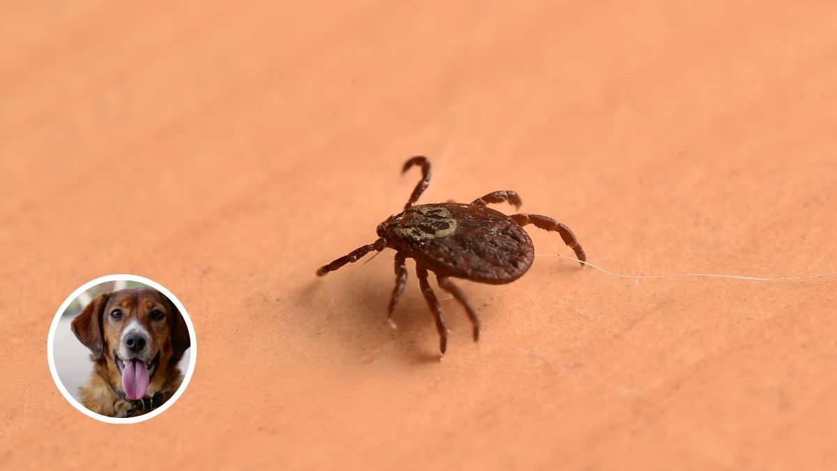 Ticks