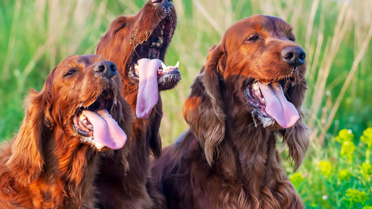 Unusual Panting