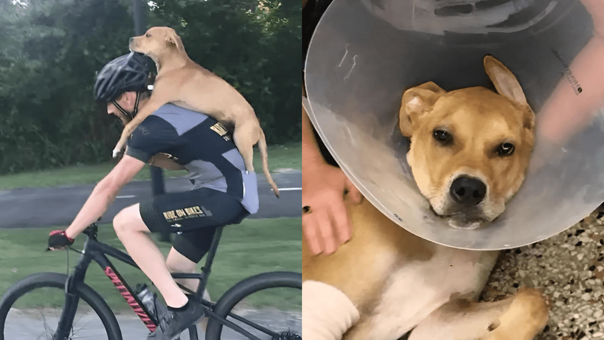 A Heartwarming Rescue Cyclists Become Heroes for an Injured Dog 