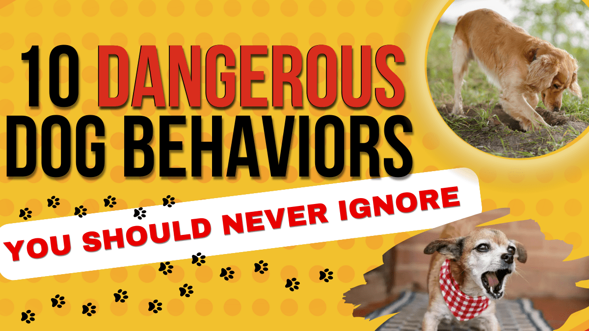 10 dangerous dog behaviors you should never ignore