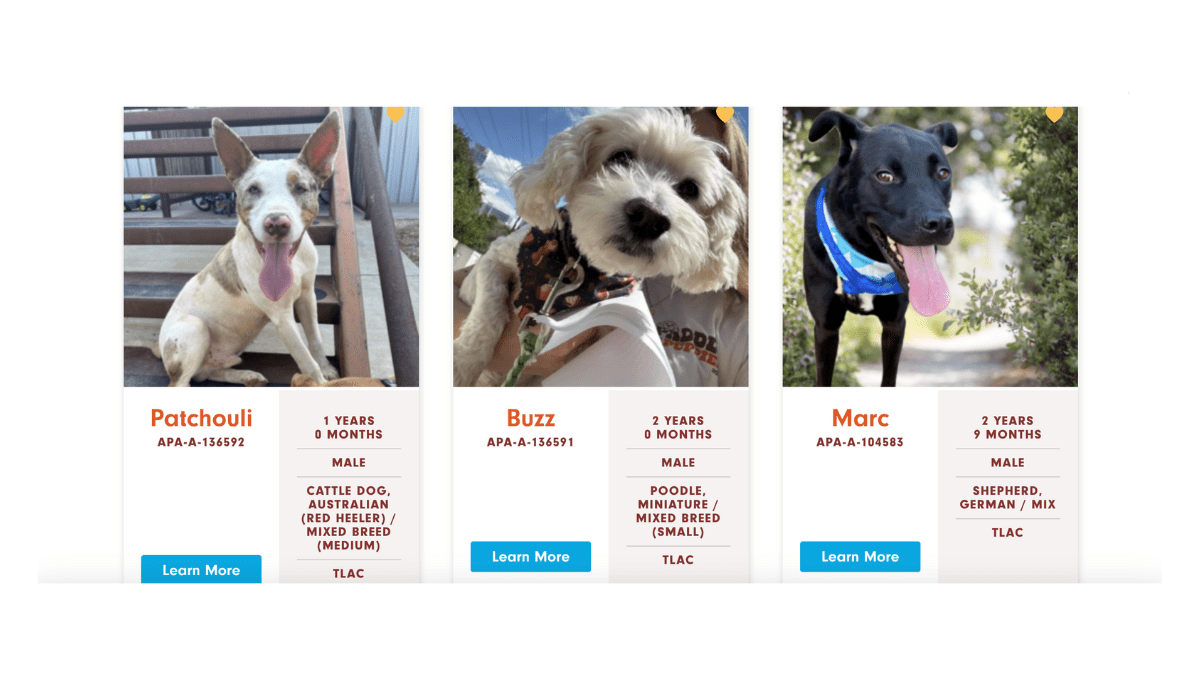 Adopt a dog at Austin Pets Alive 1