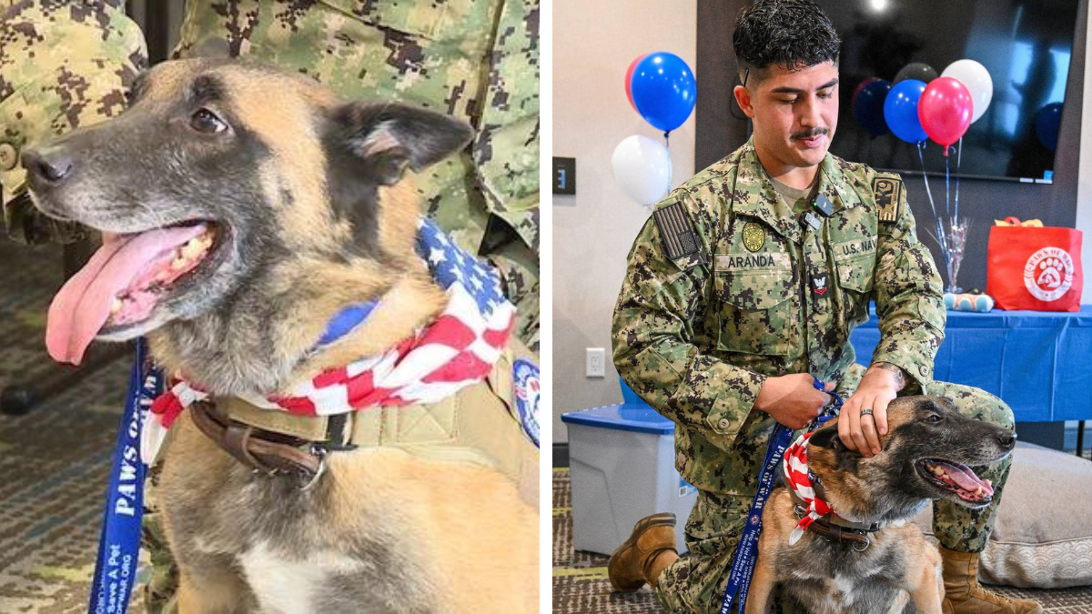 Bond Beyond Service Soldier and His Retired Canine Partner Reunite