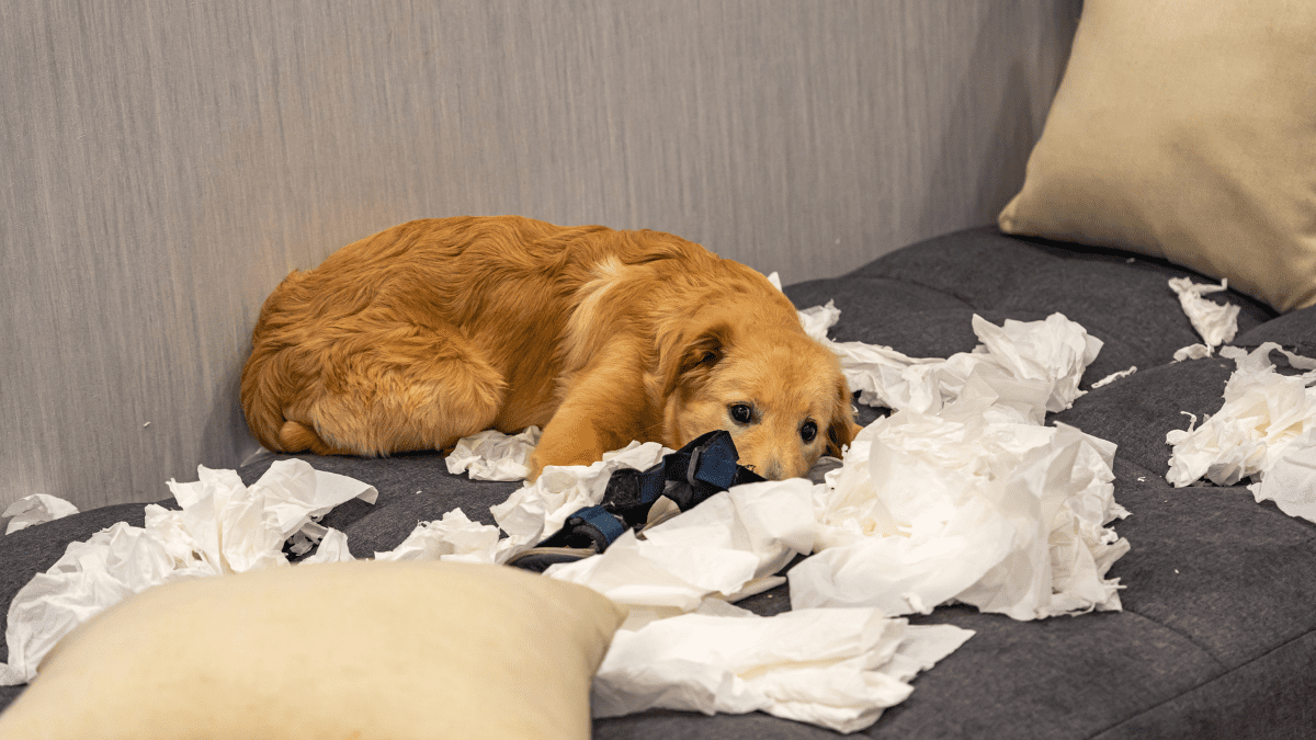 Dog Paper Towels 1