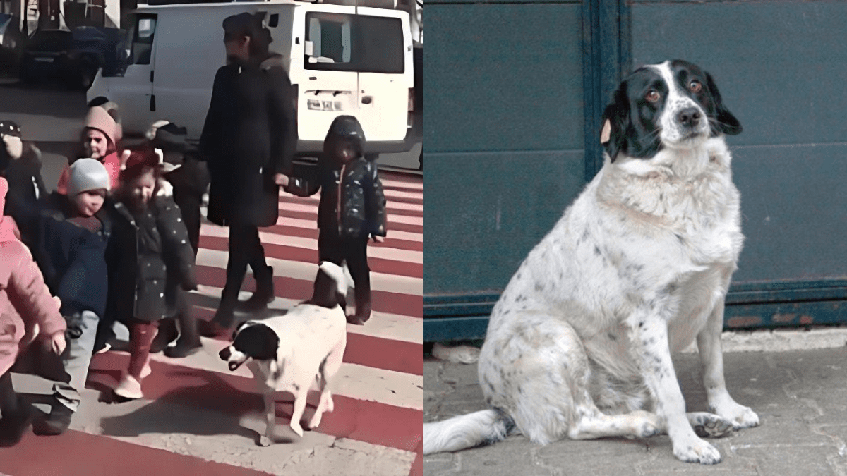Heroic Stray Dog Takes on the Role of Student Crossing Guard