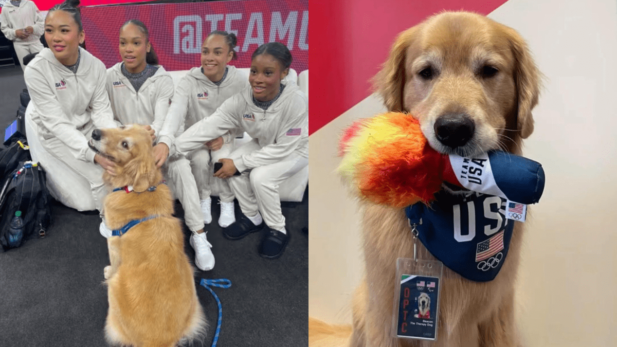 How a Golden Retriever Became the Secret Weapon for Gymnastics Athletes 