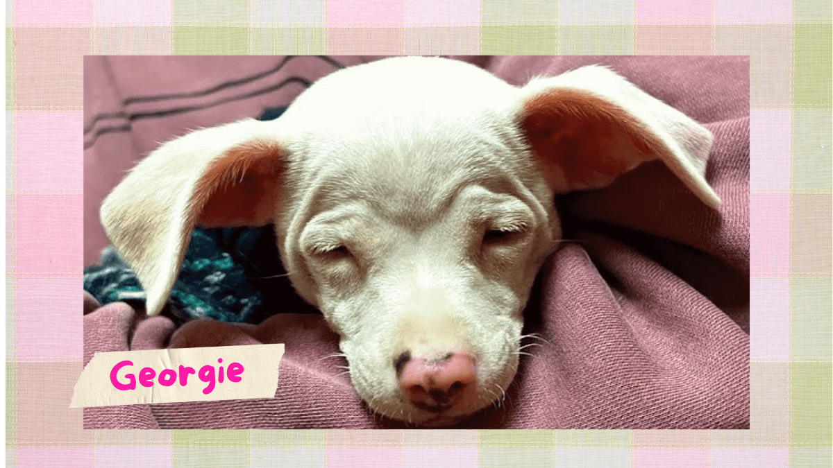 Navigating Life with a Touch A Dog’s Tale of Triumph Over Disability