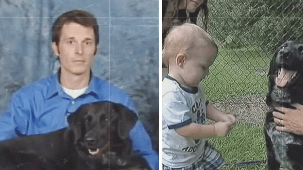 Trust Your Pet This Dog Saved a Baby from an Abusive Caretaker