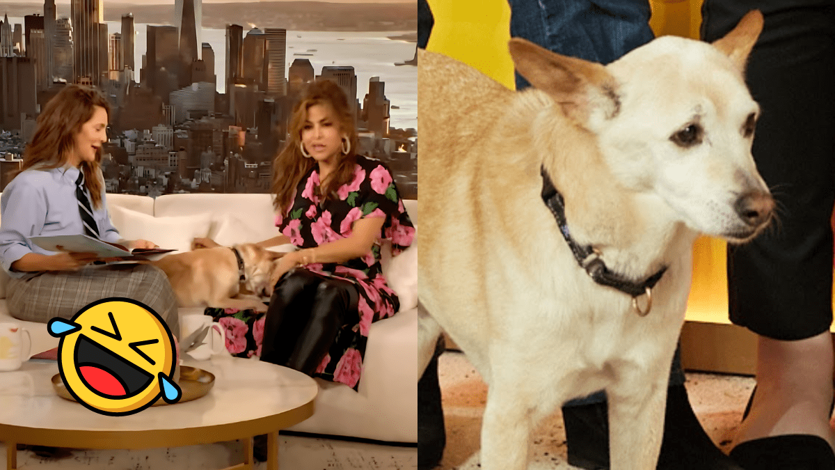 Why Drew Barrymore’s Rescue Dog is Making Everyone Laugh