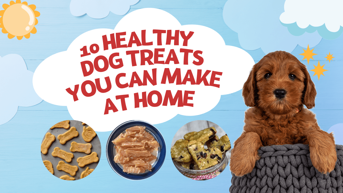 2 10 Healthy Dog Treats You Can Make At Home
