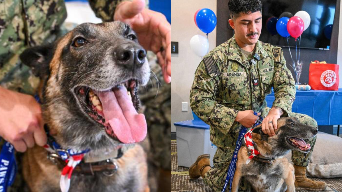 A Bond Beyond Duty: How One Military Dog Reunited with His Trainer