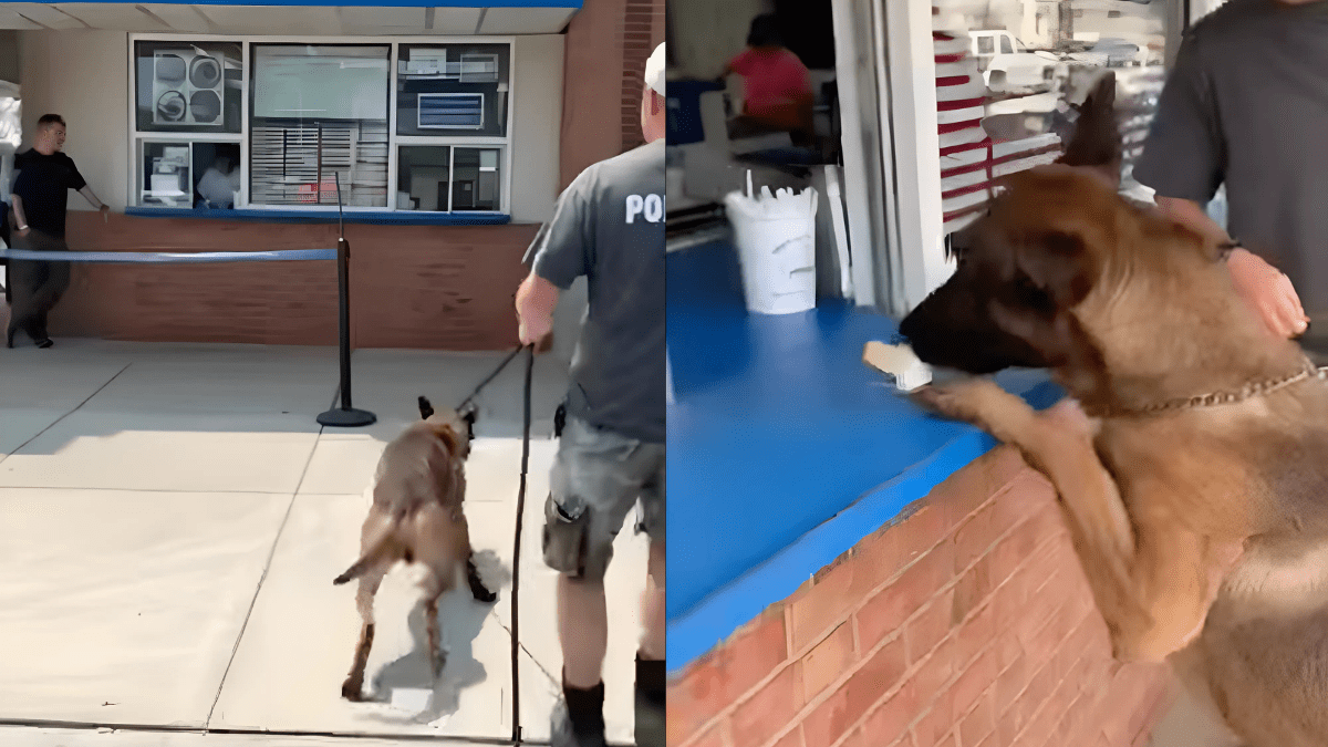 A Final Goodbye Turns Into a Miracle as Senior Dog Revives (1)